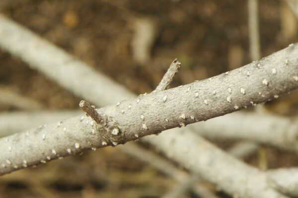 Syringa pubescens ssp. patula ′Miss Kim′ - Bark