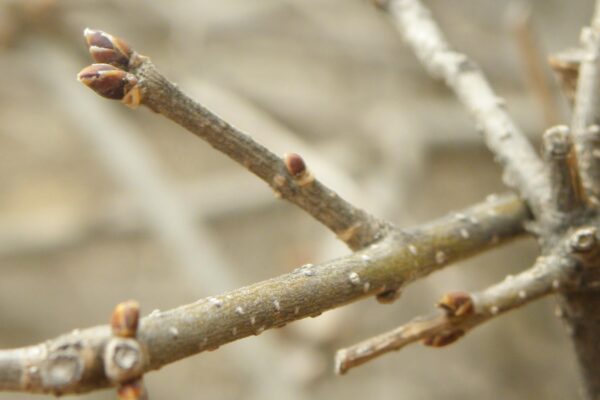 Syringa pubescens ssp. patula ′Miss Kim′ - Buds