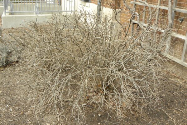 Syringa pubescens ssp. patula ′Miss Kim′ - Winter Habit