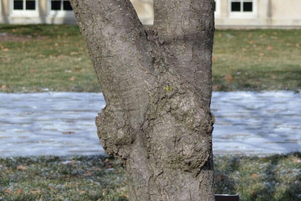 Syringa reticulata - Bark
