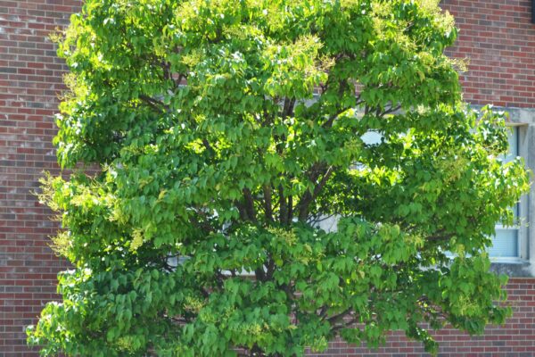 Syringa reticulata - Summer Habit