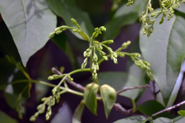 Syringa reticulata - Flower Buds