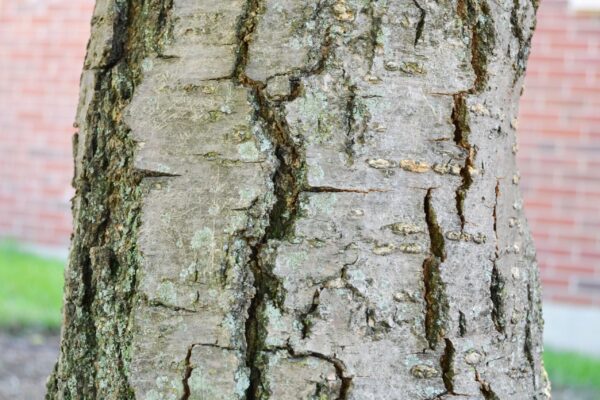 Syringa reticulata - Bark Detail