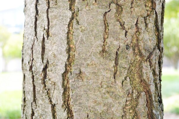 Syringa reticulata - Bark