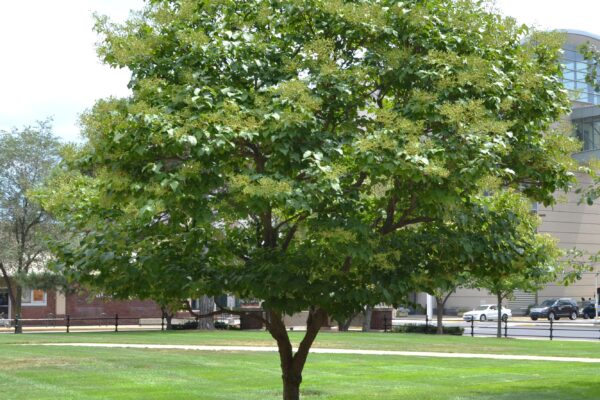 Syringa reticulata - Overall Tree in Summer
