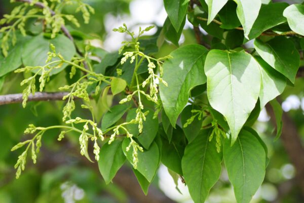 Syringa reticulata - Foliage & Developing Flowers