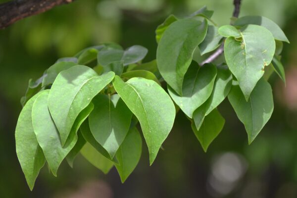 Syringa reticulata - Foliage