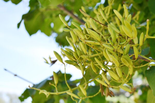 Syringa reticulata - Fruit