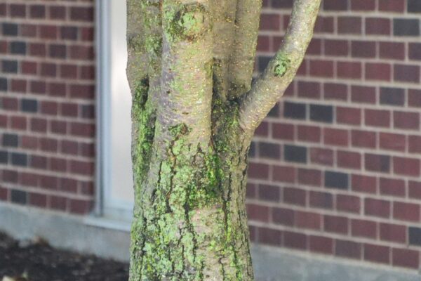 Syringa reticulata ′Ivory Silk′ - Bark