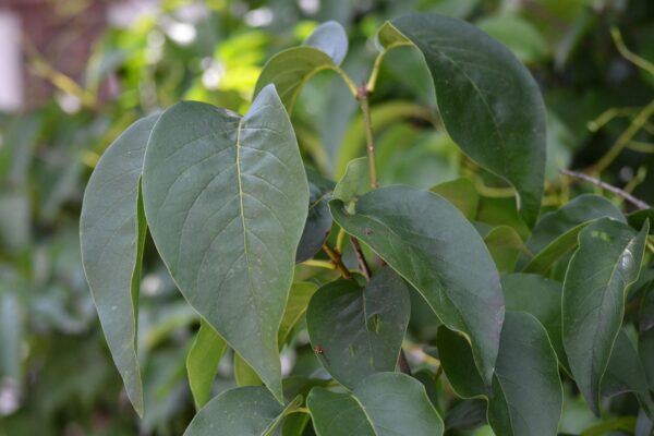 Syringa reticulata ′Ivory Silk′ - Foliage