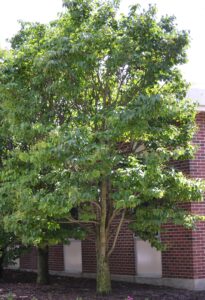 Syringa reticulata ′Ivory Silk′ - Overall Habit