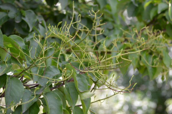 Syringa reticulata ′Ivory Silk′ - Bracts