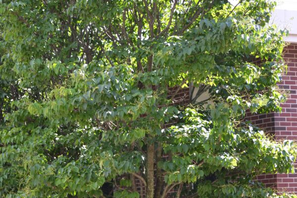 Syringa reticulata ′Ivory Silk′ - Overall Habit