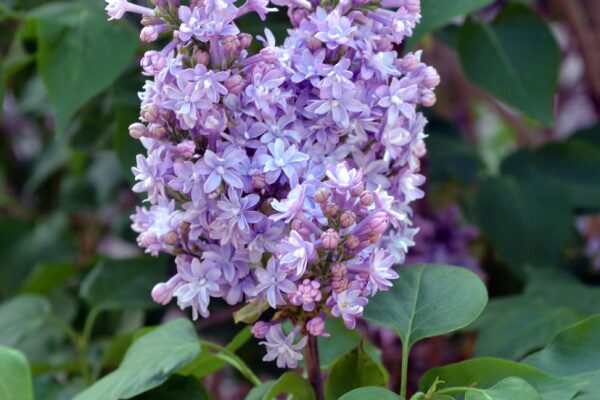 Syringa vulgaris ′May Day′ - Flower