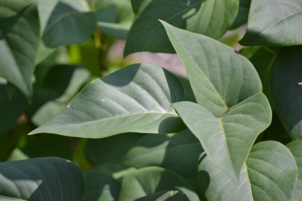 Syringa vulgaris ′May Day′ - Leaves