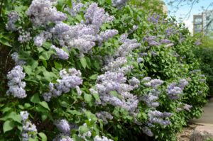 Syringa vulgaris ′May Day′ - Flowering Shrub