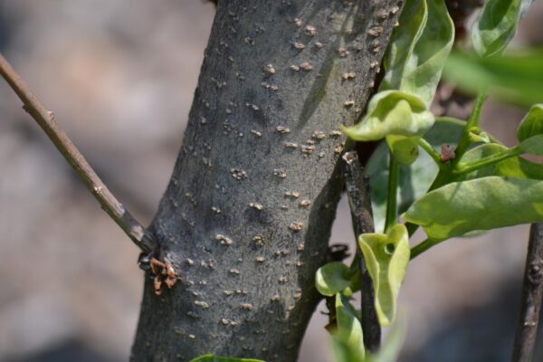 Syringa vulgaris ′May Day′ - Bark