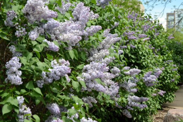 Syringa vulgaris ′May Day′ - Flowering Shrub
