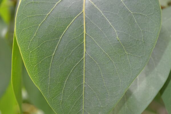 Syringa vulgaris - Leaf
