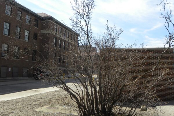 Syringa vulgaris - Winter Habit