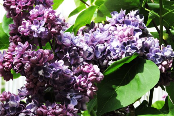 Syringa vulgaris - Flowers