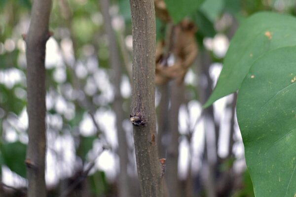 Syringa vulgaris - Bark