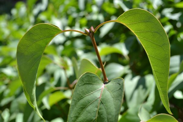 Syringa vulgaris - Foliage