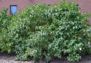 Syringa vulgaris - Overall Shrub in Summer