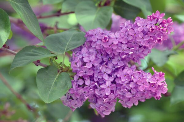 Syringa vulgaris - Flower