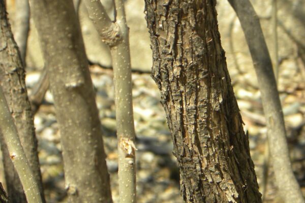 Syringa vulgaris - Bark
