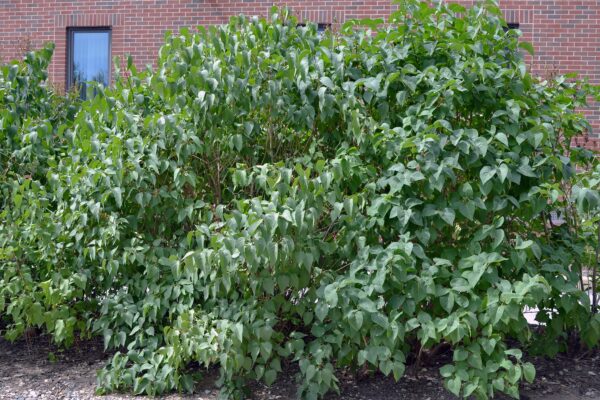 Syringa vulgaris - Overall Shrub in Summer