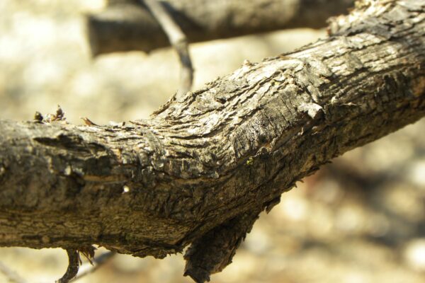 Syringa vulgaris - Bark