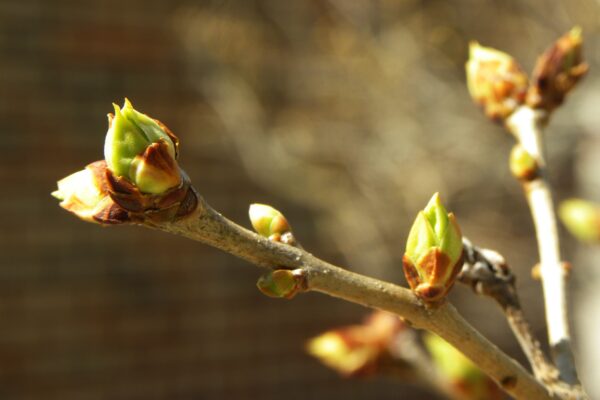 Syringa vulgaris - Buds