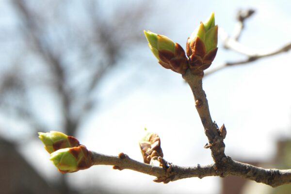 Syringa vulgaris - Buds