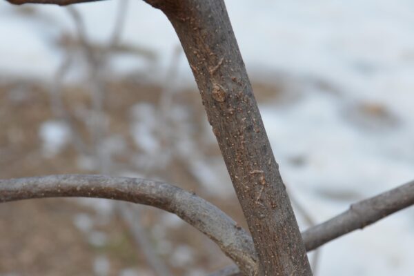 Aesculus pavia - Bark