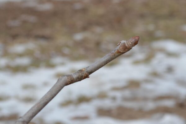 Aesculus pavia - Bud
