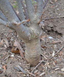 Aesculus pavia - Bark