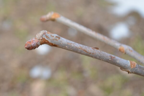 Aesculus pavia - Bud