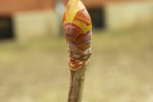 Aesculus pavia - Bud