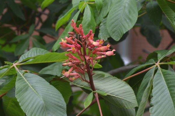 Aesculus pavia - Flower Panicle