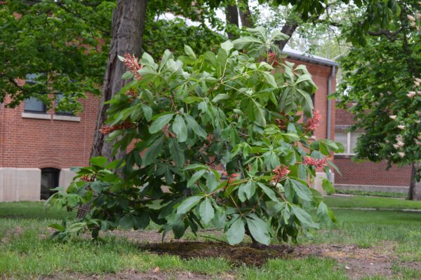 Aesculus pavia - Flowering Habit
