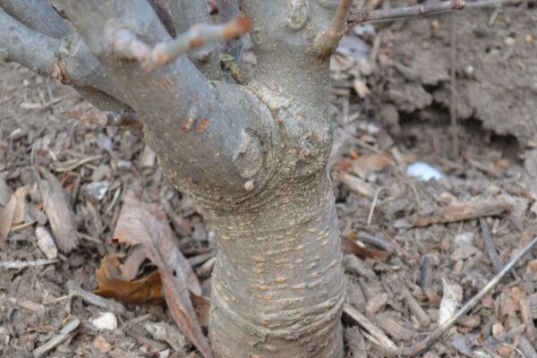 Aesculus pavia - Bark
