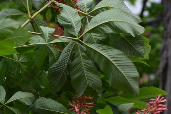 Aesculus pavia - Leaf