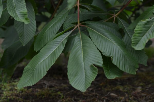Aesculus pavia - Leaf
