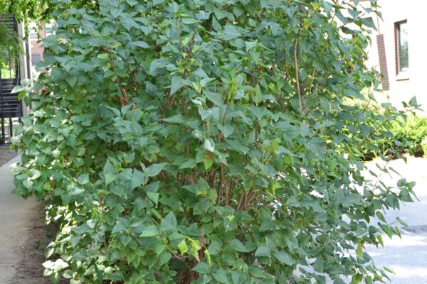 Syringa vulgaris ′Congo′ - Habit