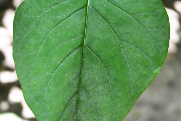 Syringa vulgaris ′Congo′ - Leaf