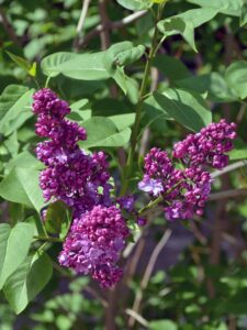 Syringa vulgaris ′Congo′ - Expanding Flowers