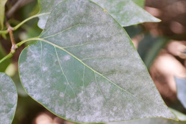 Syringa vulgaris ′Congo′ - Leaf with Powdery Mildew