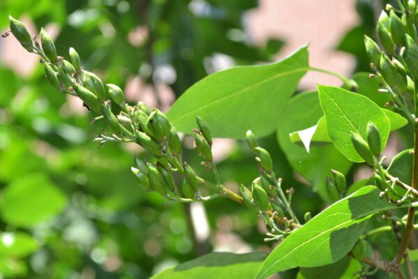 Syringa vulgaris ′Congo′ - Fruit and Foliage