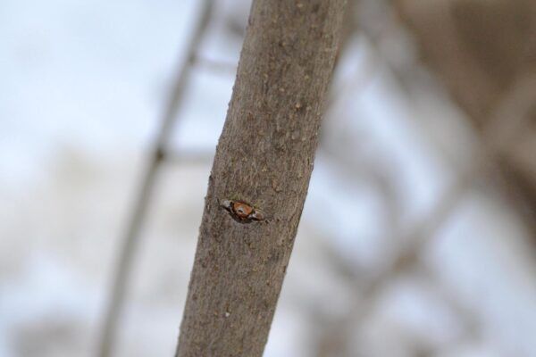 Syringa vulgaris ′Congo′ - Bark